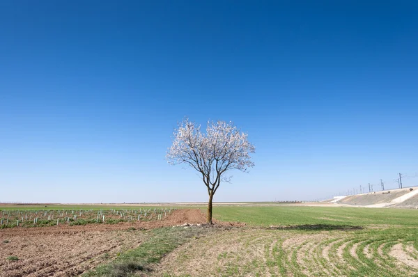 Un almendro en flor — Foto de Stock