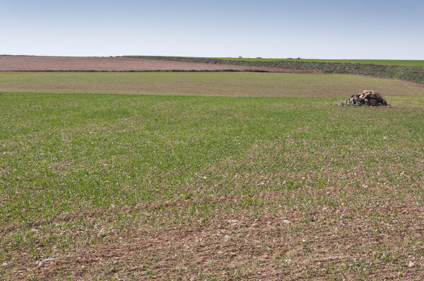 Ячменные поля в системе сухопутного земледелия
