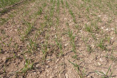 Arpa fidan yakın çekim