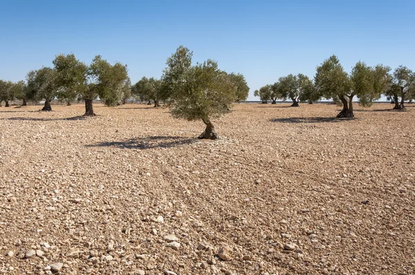 Olivodlingar i ett odlingslandskap i Toledo provinsen — Stockfoto