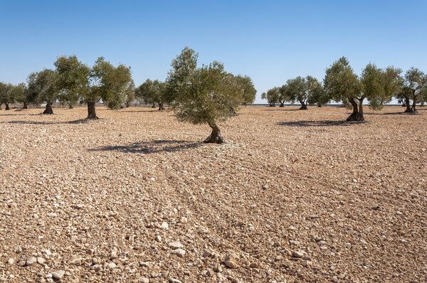 Olive groves in an agricultural landscape in Toledo Province