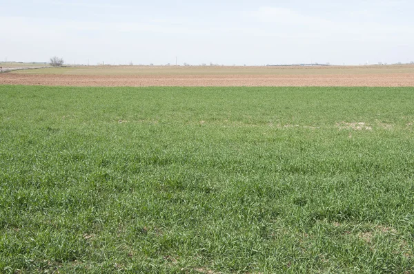 Campos de cebada en un sistema de agricultura de tierras secas —  Fotos de Stock
