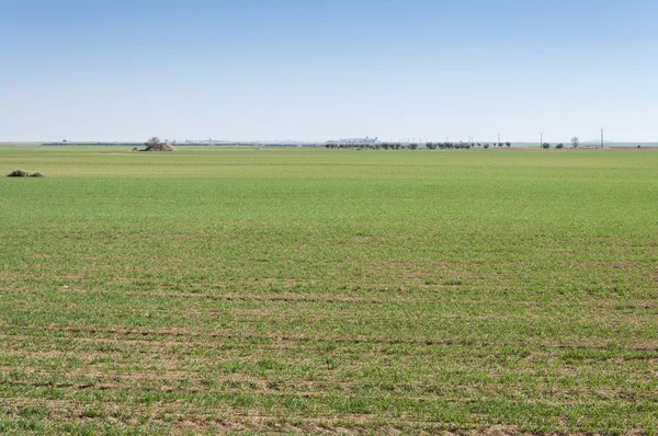 Campi d'orzo in un sistema di agricoltura arida — Foto Stock