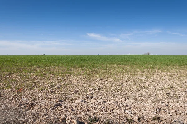 Campos de cebada en un sistema de agricultura de tierras secas —  Fotos de Stock