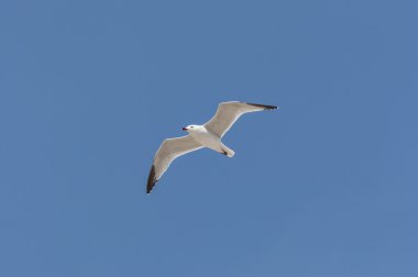 Uçuş Audouin martı