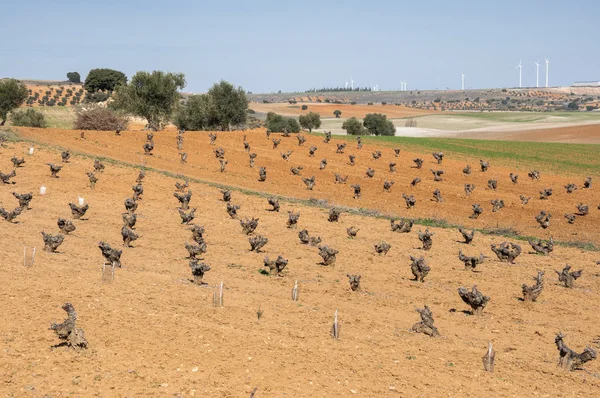 Peisaj agricol mozaic în provincia Toledo — Fotografie, imagine de stoc
