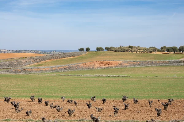 Agricultural mosaic landscape in Toledo Province — Stock Photo, Image