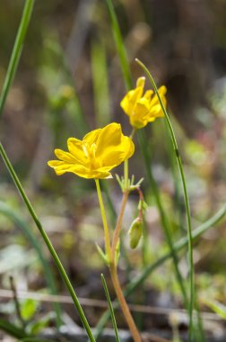 Beardless-taçyaprağa Hypecoum, Hypecoum imberbe çiçek