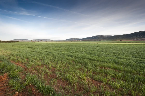 Campi d'orzo in un paesaggio agricolo a La Mancha — Foto Stock