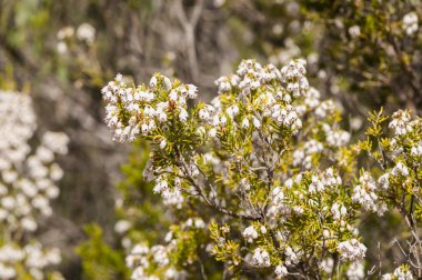 Ağaç Heath, Erica arborea çiçekler