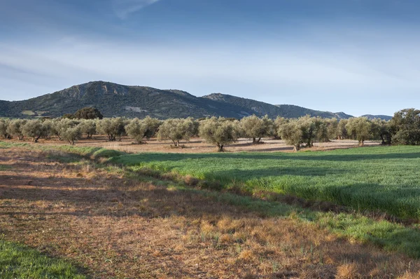 Gajów oliwnych i pól jęczmienia w krajobrazie rolniczym, w La Mancha — Zdjęcie stockowe