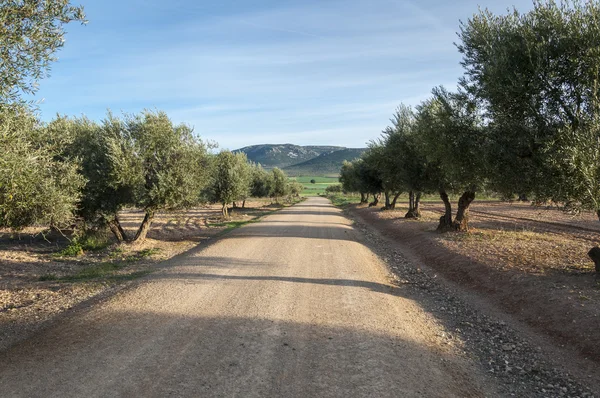 Camino de tierra entre olivares — Foto de Stock