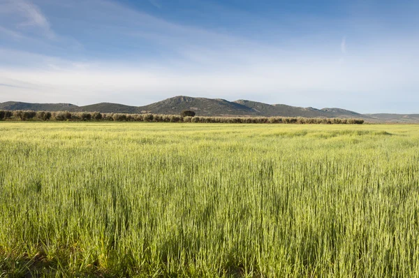 Olivos y campos de cebada —  Fotos de Stock