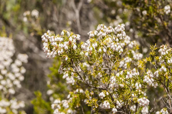 Kwiaty, drzewa Heath, Erica arborea — Zdjęcie stockowe