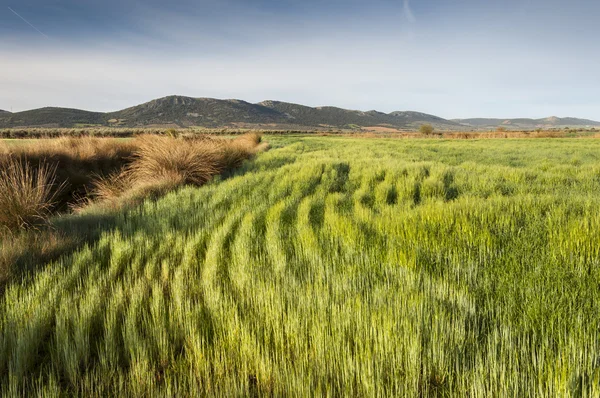 Campi d'orzo in un paesaggio agricolo a La Mancha — Foto Stock