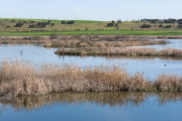 Wetlands associated with de River Guadiana — Stock Photo, Image