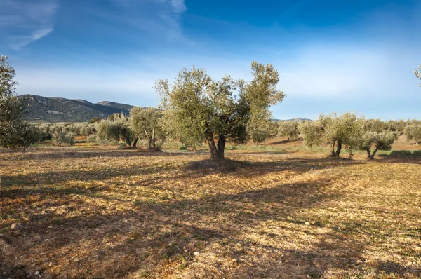 Olivos en un paisaje agrícola en La Mancha — Foto de Stock