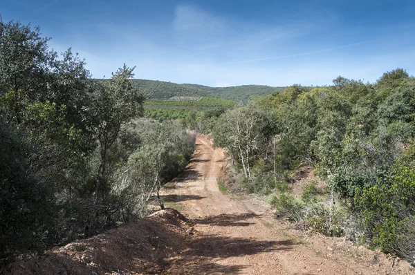 Dirt road in Mediterranean shrublands — Stock Photo, Image