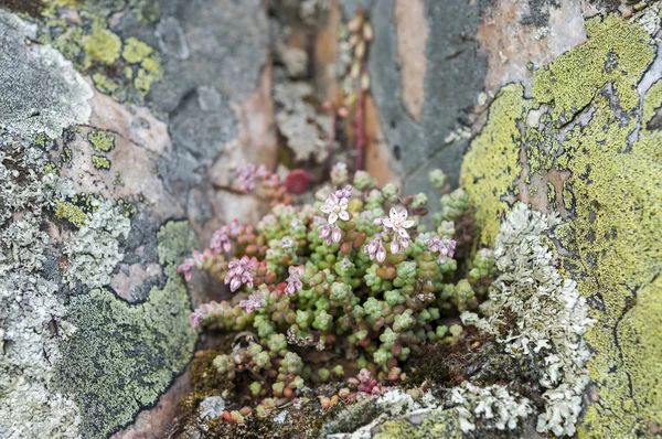 Flowers of stonecrop, Sedum brevifolium — Stock Photo, Image
