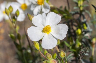Laden Halimium umbellatum çiçek