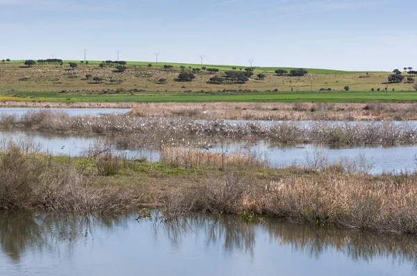 Feuchtgebiete im Zusammenhang mit dem Fluss Guadiana — Stockfoto