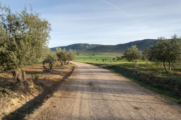 Vuil weg tussen olijfgaarden — Stockfoto