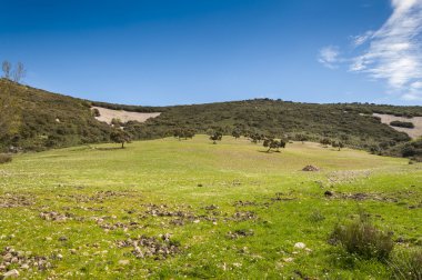 Akdeniz Derval'i ve çiçekli fallows