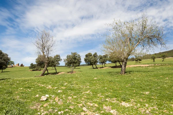 Barbechos con flores en las montañas de Toledo —  Fotos de Stock