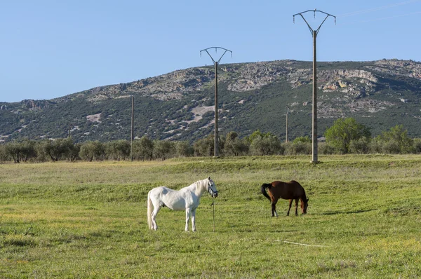 Deux chevaux broutant dans le champ — Photo