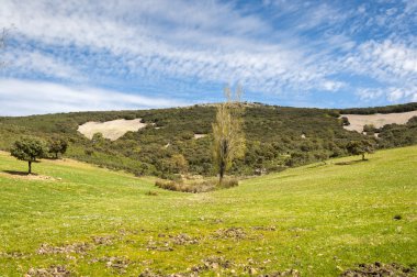 Akdeniz Derval'i ve çiçekli fallows