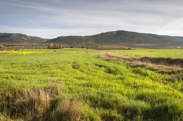 Campos de cebada en un paisaje agrícola en La Mancha — Foto de Stock