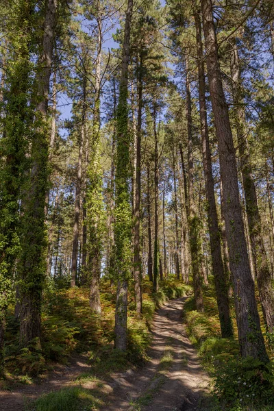 Monterey Çamı Ormanı, Pinus Radiata, Urdaibai Biyosfer Rezervi, Cortezubi, İspanya