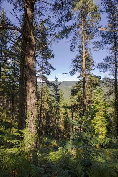 Forest Monterey Pine Pinus Radiata Biosphere Reserve Urdaibai Cortezubi Spain — Stock Photo, Image