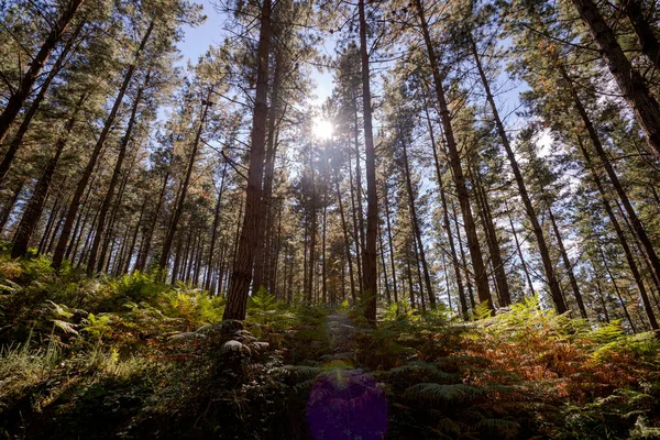 Les Monterey Pine Pinus Radiata Biosférické Rezervaci Urdaibai Cortezubi Španělsko — Stock fotografie