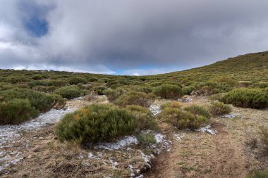 Cytisus oromediterraneus 'un yüksek dağlık ovaları. Fotoğraf: Guadarrama Dağları, Bustarviejo belediyesi, Madrid, İspanya