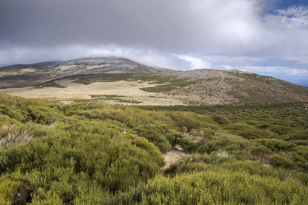Wysokie Tereny Górskie Cytisusa Morza Śródziemnego Zdjęcie Zrobione Guadarrama Mountains — Zdjęcie stockowe