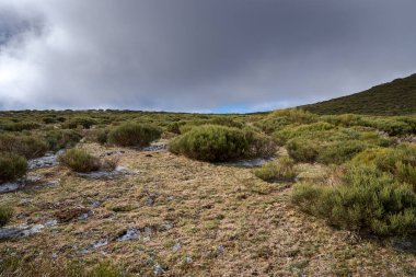 High-mountain scrublands of Cytisus oromediterraneus. Photo taken in Guadarrama Mountains, municipality of Bustarviejo, province of Madrid, Spain clipart