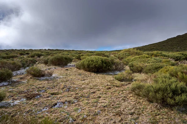 Hochgebirgsbuschland Von Cytisus Oromediterraneus Foto Aufgenommen Guadarrama Gebirge Gemeinde Bustarviejo lizenzfreie Stockbilder
