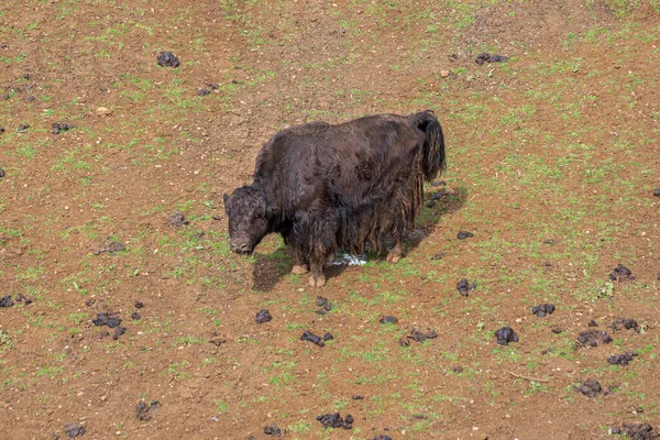 野生牦牛 Bos Mutus 它是一种原产于喜马拉雅山的野牛 — 图库照片