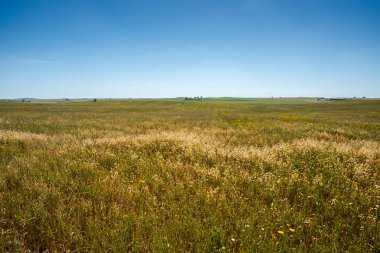 Castro Verde Özel Koruma Bölgesi 'nde geniş çaplı kuru mısır tarımı. Portekiz 'in en temsili bozkırıdır.