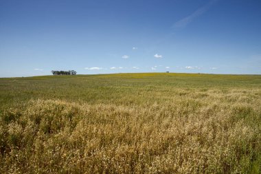 Castro Verde Özel Koruma Bölgesi 'nde geniş çaplı kuru mısır tarımı. Portekiz 'in en temsili bozkırıdır.