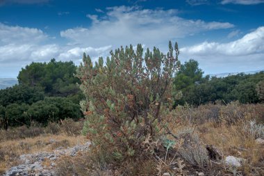 Bahar Kayası Gülü 'nün yaprakları ve meyveleri, Cistus Albidus. Akdeniz Bölgesi 'nin yerlisidir. Fotoğraf: Yazı Tipi Roja Doğal Parkı, Alicante, İspanya