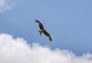 Kırmızı uçurtma, Milvus Milvus, uçuyor. Bu uçurtma şu anda Avrupa ve kuzeybatı Afrika 'daki Batı Palearctic bölgesine endemiktir. Fotoğraf Colmenar Viejo, Madrid, İspanya 'da çekildi.