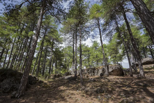 Forest Austrian Pine Tree Pinus Nigra Photo Taken Enchanted City — Stock Photo, Image