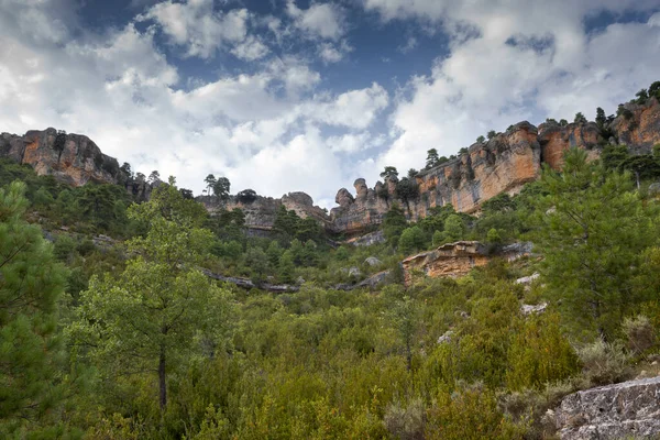 Bosque Pino Austríaco Pinus Nigra Foto Tomada Cerca Laguna Una —  Fotos de Stock