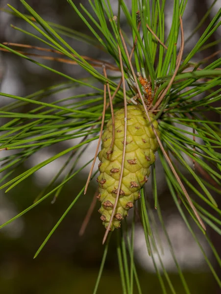 Unripen Cones Pinheiro Austríaco Pinus Nigra Foto Tirada Província Cuenca — Fotografia de Stock