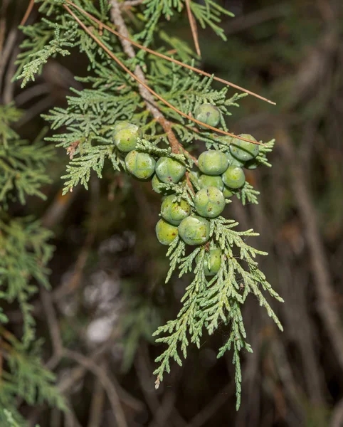 Frutas Folhas Zimbro Espanhol Juniperus Thurifera Foto Tirada Província Cuenca — Fotografia de Stock