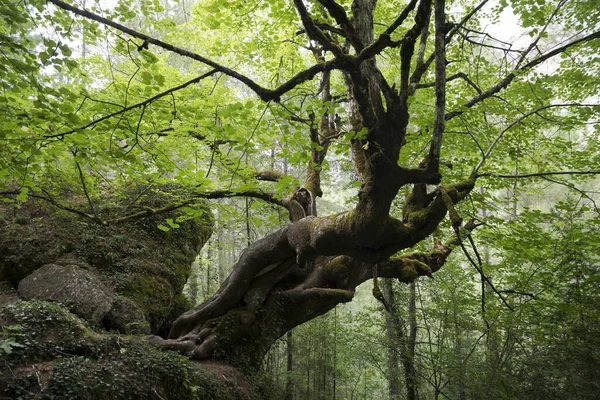 Wapno Wielkolistne Tilia Platyphyllos Beteta Gorge Prowincja Cuenca Hiszpania — Zdjęcie stockowe