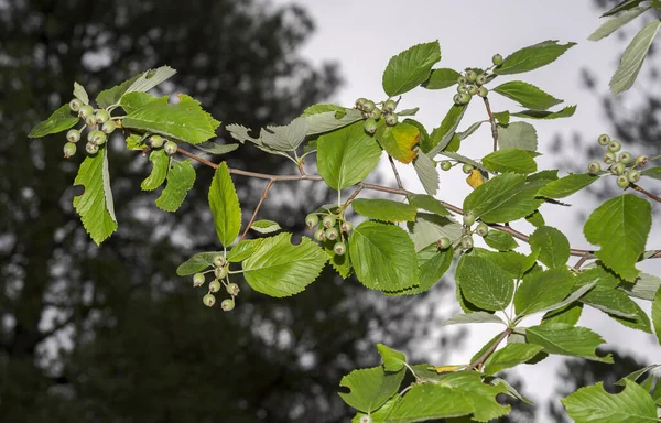 Folhas Frutos Whitebeam Sorbus Aria Foto Tirada Beteta Gorge Província — Fotografia de Stock