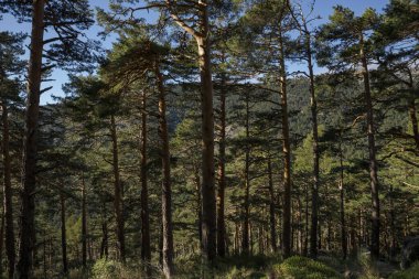 İskoçya Ormanı çam ağacı, Pinus Sylvestris. Fotoğraf: Guadarrama Dağları Ulusal Parkı, Madrid, İspanya